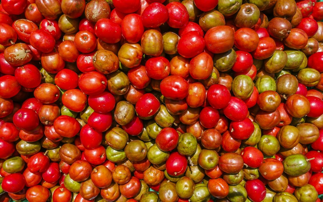 Ripe coffee cherries, a staple crop of El Salvador.
