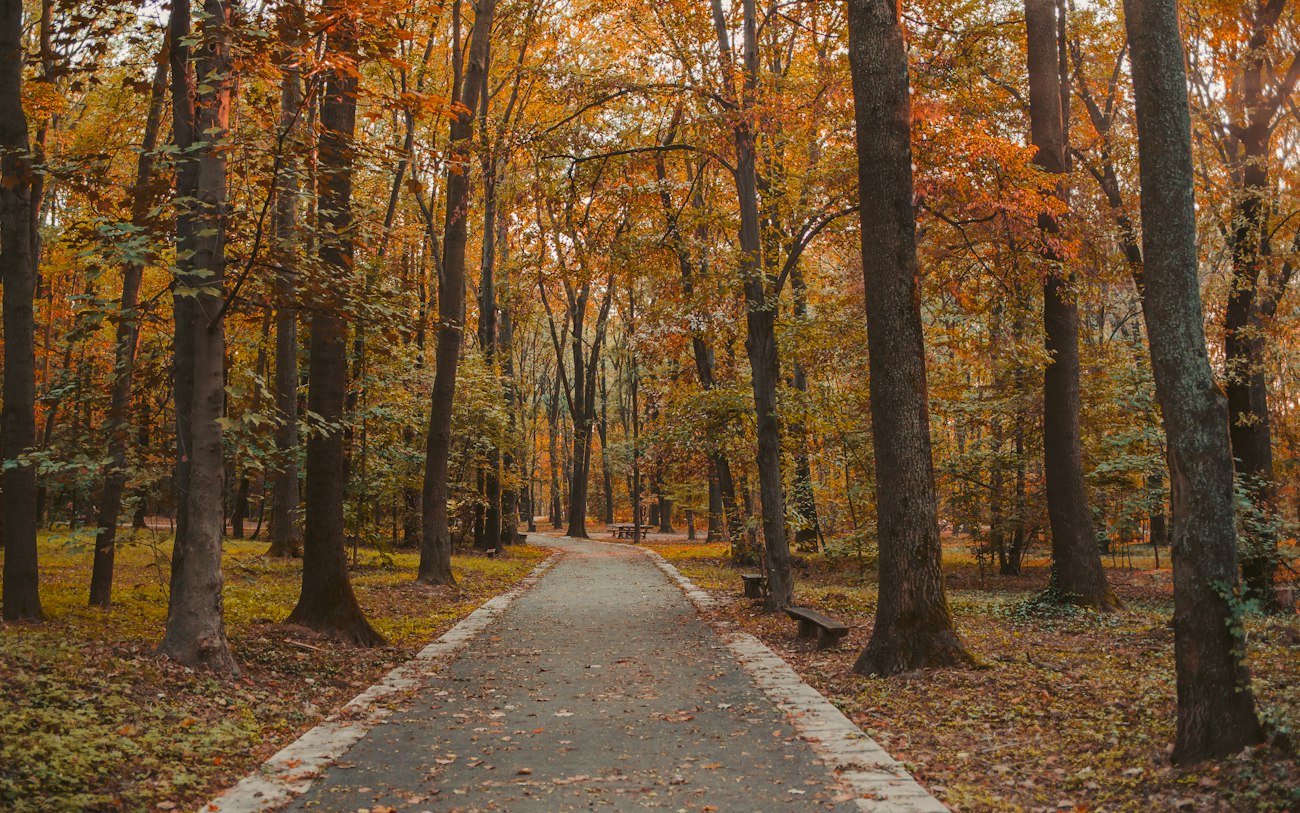 Ein Weg mitten in einem Wald mit vielen Bäumen